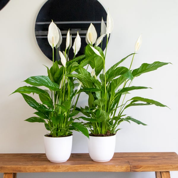Bloomique - 2er Set - Spathiphyllum Torelli - Friedenslilie - Einblatt Zimmerpflanze - Zimmerpflanzen - Luftreinigend - Höhe 60-70 cm - Topf 17 cm