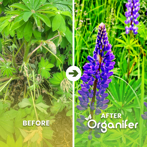 Vorher-Nachher-Vergleich einer Lupine: Links eine welke Pflanze, rechts eine kräftige, blühende Lupine nach der Anwendung von Organifer Dünger.