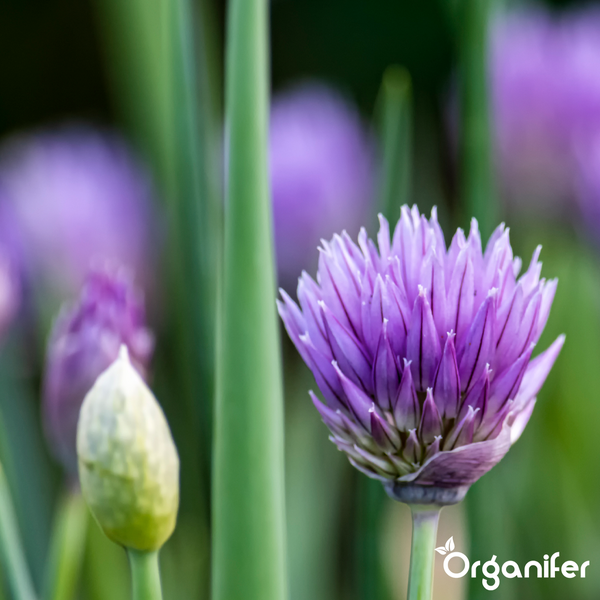 Nahaufnahme einer blühenden violetten Schnittlauchblüte mit grünem Stiel und Knospe. Organifer Logo.
