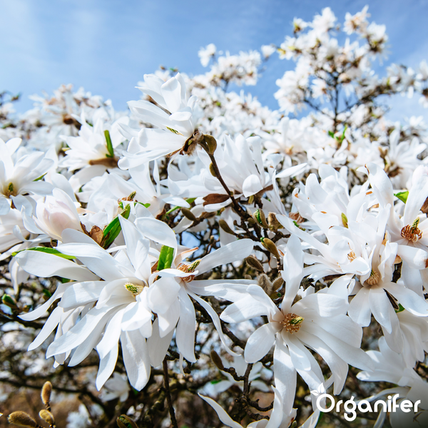 Blühende Sternmagnolie mit weißen Blüten und Organifer Logo.