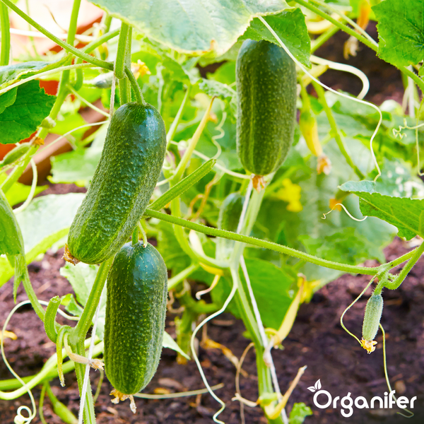 Gurken an der Pflanze wachsend mit Blättern und Ranken im Garten, Organifer Logo.