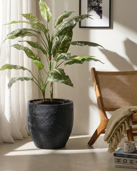 Dekorative Zimmerpflanze in einem schwarzen Pflanzgefäß mit Blattmuster neben einem Holzstuhl.