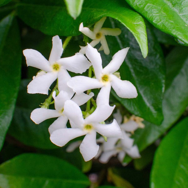 3x Trachelospermum Jasminoides – Toskanischer Jasmin – Winterhart – ⌀9 cm – ↕15-20 cm