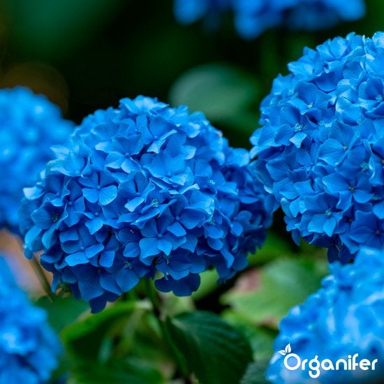 Nahaufnahme einer blauen Hortensienblüte