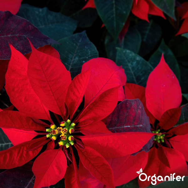 Nahaufnahme eines Weihnachtssterns mit roten Hochblättern und gelben Blüten, Organifer Logo.