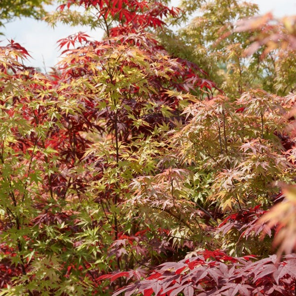 Bloomique - 2er-Set - Acer Palmatum 'Festival' - Japanischer Ahorn - 3 farbige Blätter in 1 Pflanze - Gartenpflanzen - Winterhart - ⌀19 cm - 60-70 cm