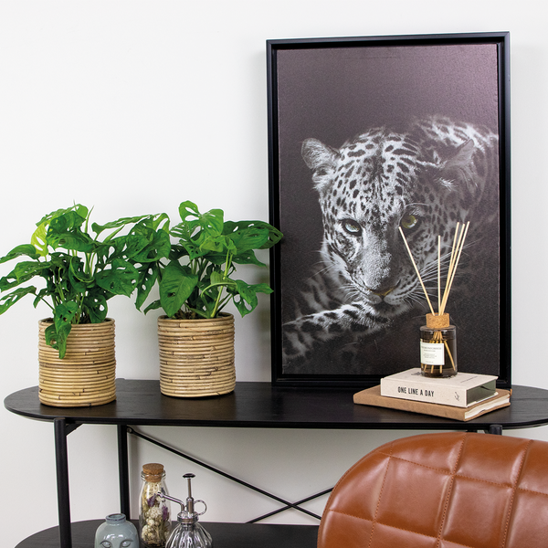 Bloomique - 2er Set - Monstera adansonii - Monkey Leaf - Fensterblatt - Luftreinigende Zimmerpflanzen - Monstera Pflanze - Hängepflanze echt - Kletterpflanzen Zimmer - Höhe 20-25 cm - Topf 12 cm