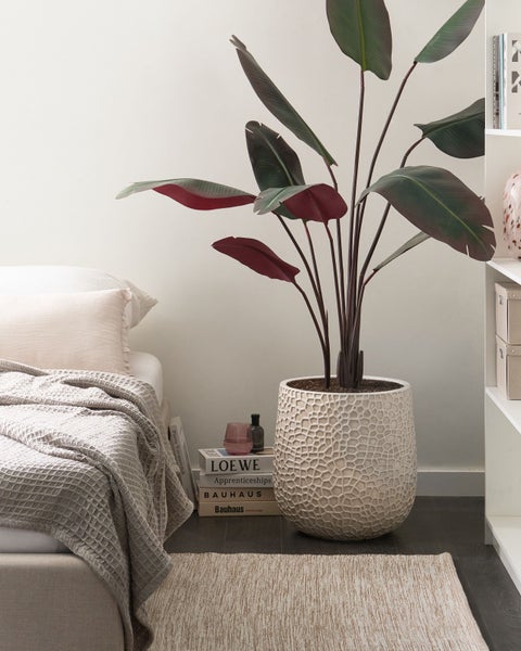 Dekorative Zimmerpflanze in einem weißen Topf neben einem Bett und einem Teppich