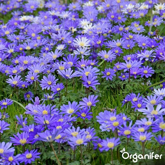 Feld mit blauen Anemonenblüten