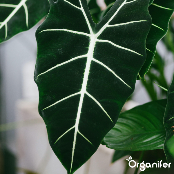 Alocasia-Blatt mit markanten hellen Blattadern und Organifer Logo.