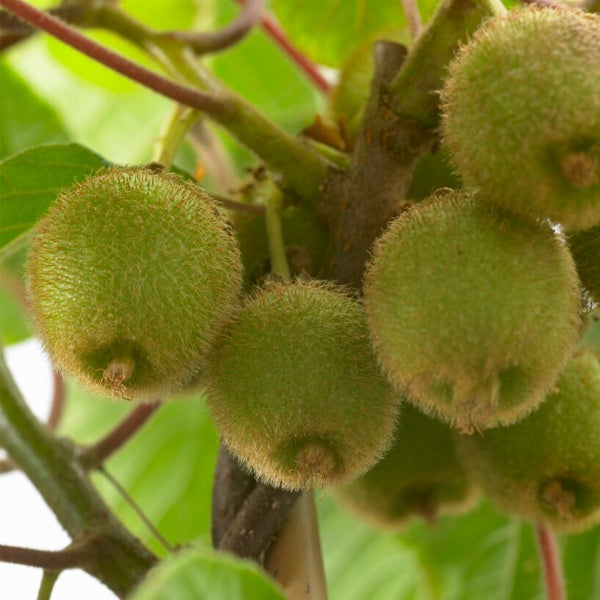 Bloomique - Actinidia Deliciosa 'Jenny' - Kiwipflanze - Obstpflanzen - Gartenpflanzen - Winterhart - ⌀14 cm - Höhe 60-70 cm