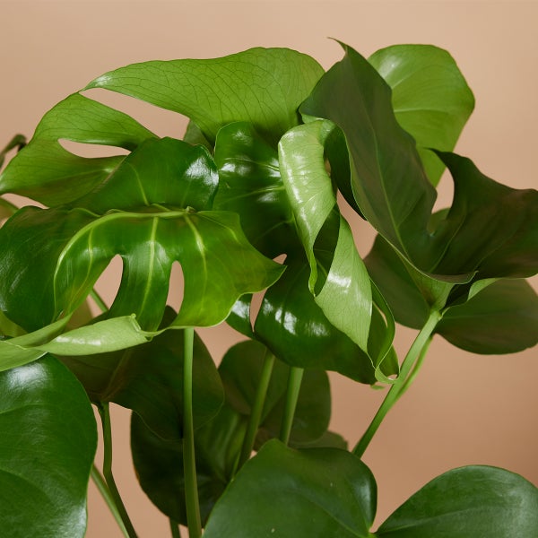 Bloomique - 2er Set - Monstera Deliciosa - Fensterblatt - Zimmerpflanzen - Pflegeleicht - Luftreinigend - Höhe 70-80 cm - Topf 21 cm