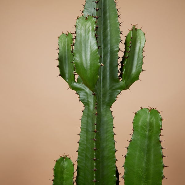 Bloomique - Euphorbia Acrurensis - Cowboy Kaktus - Sukkulenten - Zimmerpflanzen - Sehr Pflegeleicht - Höhe 80-100 cm - Topf 24 cm