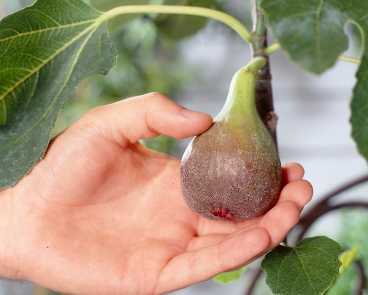 Bloomique - 2er-Set - Ficus Carica Brown Turkey - Feigenbaum - Obstbäume - Gartenpflanzen - Winterhart - 80-100 cm Hoch - Topf 21 cm