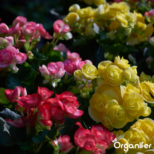 Begonien mit gelben, rosa und roten Blüten, Organifer Logo