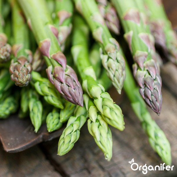 Frischer grüner Spargel mit violetten Spitzen in Bündeln in einem Behälter. Organifer Logo.