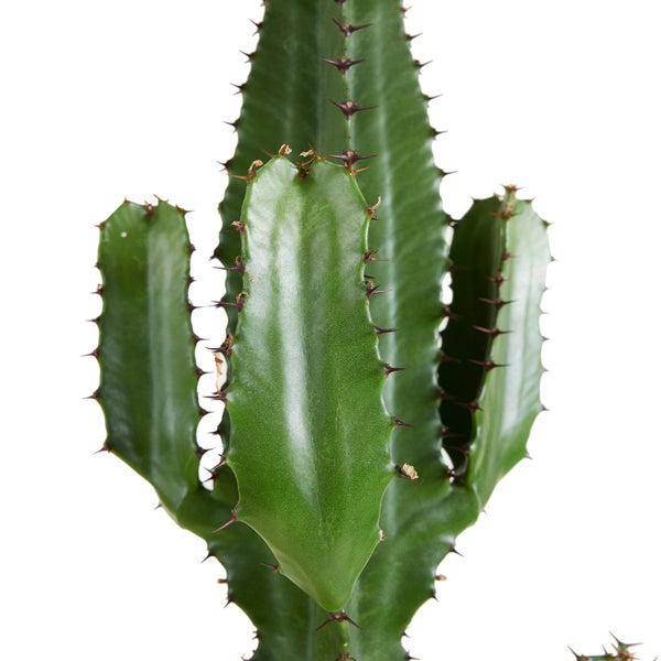Bloomique - Euphorbia Acrurensis - Cowboy Kaktus - Sukkulenten - Zimmerpflanzen - Sehr Pflegeleicht - Höhe 80-100 cm - Topf 24 cm