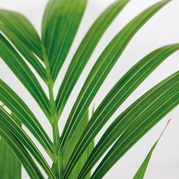 Bloomique - Howea Forsteriana - Kentia Palme - Zimmerpflanzen - Pflegeleicht - Haustierfreundlich - Höhe 90-100 cm - Mit Rotan Korb 19 cm