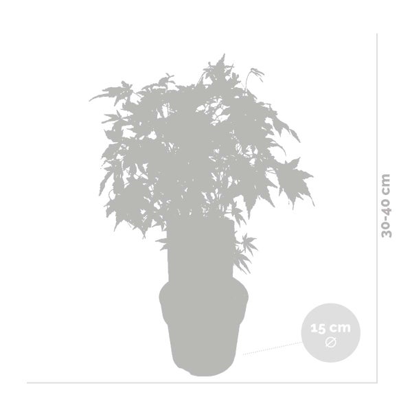 Bloomique - Acer Palmatum Going Green - Japanischer Ahorn - Grünes Laub - Gartenpflanzen - Winterhart - 40-50 cm Hoch - Topf 15 cm