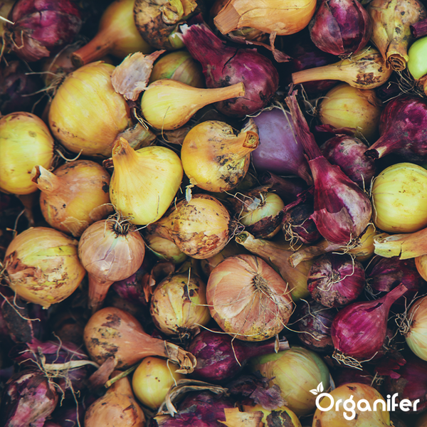 Immergrüne Azalee mit weiß umrandeten Blättern