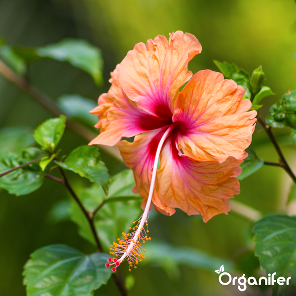 Nahaufnahme einer Hibiskusblüte mit orangefarbenen und pinkfarbenen Blütenblättern, langem Stempel und Organifer Logo.