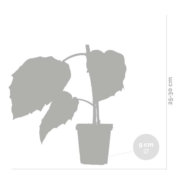 3x Brugmansia Mix – Engelstrompete – Kübelpflanze – Immergrün – ⌀9 cm - ↕25-30 cm