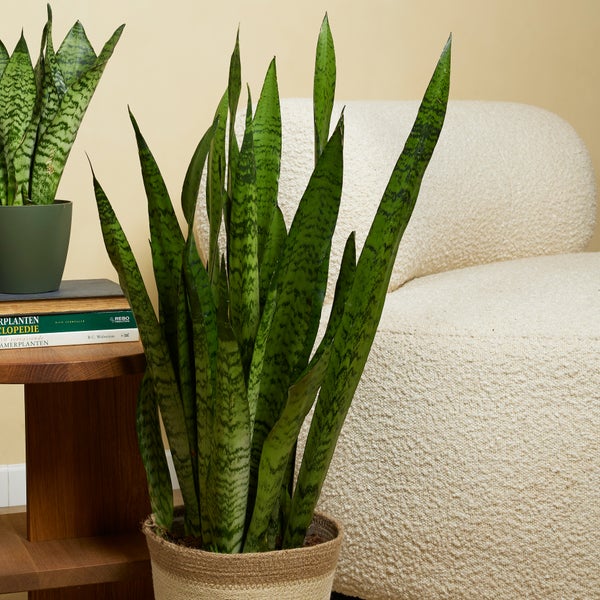 Bloomique - 2er Set - Sansevieria Zeylanica - Bogenhanf - Sukkulenten - Zimmerpflanzen - Sehr Pflegeleicht - Höhe 80-100 cm - Topf 21 cm