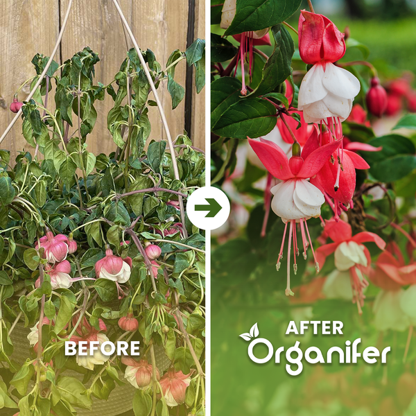Vorher-Nachher-Vergleich einer Fuchsie nach Anwendung von Organifer Pflanzendünger. Links welke Pflanze, rechts blühende, gesunde Pflanze.