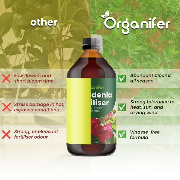Organifer Mandevilla Dünger im Vergleich zu anderen Produkten, Vorteile wie üppige Blüten, Hitzetoleranz und vinassefreie Formel. Organifer Logo.