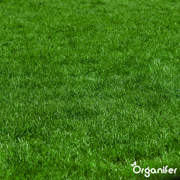 Dichter, grüner Rasen mit Organifer Logo.