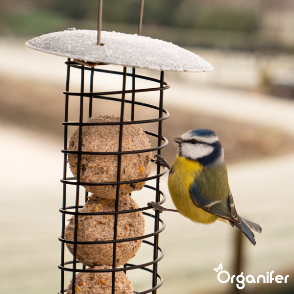 Vogelhäuschen mit Futterbällchen und Blaumeise