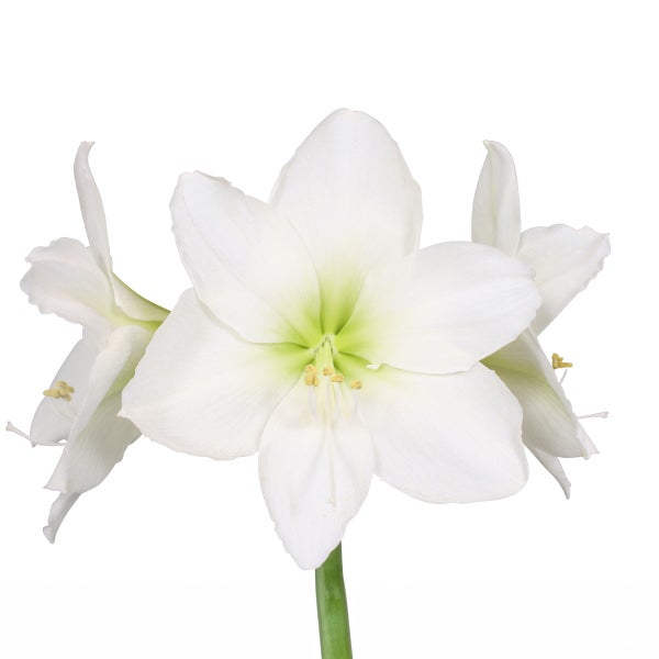 Bloomique – Amaryllis-Zwiebel in Wachs – weiße Samtbeschichtung – Blumenzwiebel – keine Wasserblumen – Weihnachtsdekoration – 15–25 cm hoch bei Lieferung – wird bis zu 40–60 cm groß – 10 cm Durchmesser