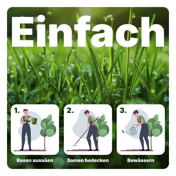 Infografik zur Anleitung der Rasenaussaat in drei Schritten: Säen, Einarbeiten und Bewässern.