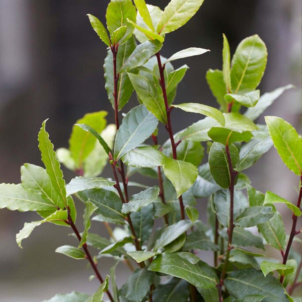2x Laurus Nobilis - Küchenlorbeer - Strauch - Immergrün – ⌀15 cm - ↕30-45 cm