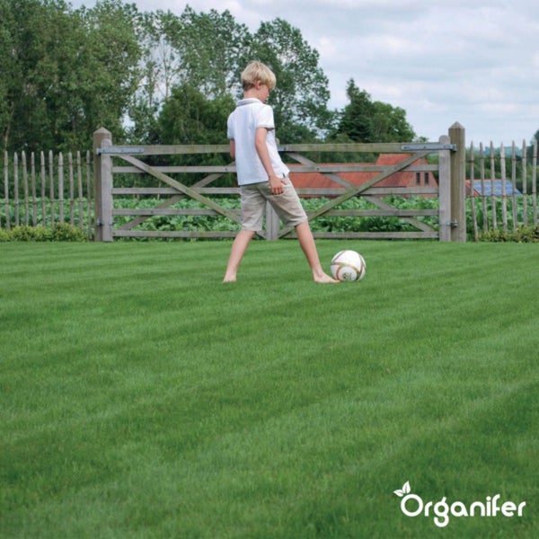 Ein Kind spielt Fußball auf einem dichten, gepflegten grünen Rasen vor einem hölzernen Gartenzaun. Organifer Logo.