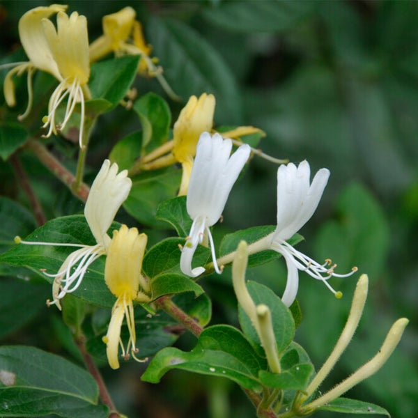 Bloomique - Lonicera Heckrottii Halliana - Japanisches Geißblatt - Weiß, Gelb - Kletterpflanzen - Gartenpflanzen - Winterhart - Topf 15 cm - 70-80 cm hoch