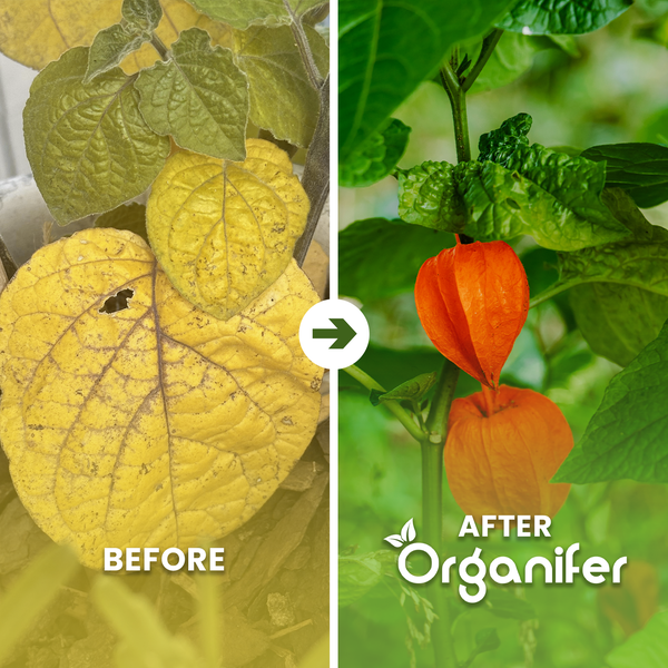 Vorher-Nachher-Vergleich einer Physalis-Pflanze mit gelben Blättern vor und gesundem grünem Laub mit Früchten nach Verwendung von Organifer.