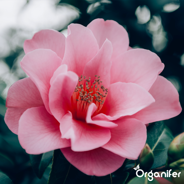 Kamelienblüte mit weiß-rosa Blütenblättern und gelber Mitte an einem Zweig mit grünen Blättern. Organifer Logo.