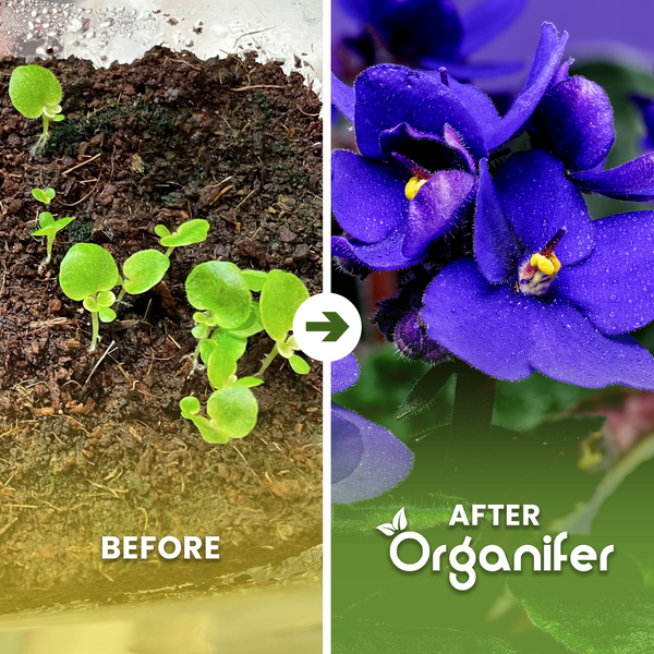 Vorher-Nachher-Vergleich der Pflanzenentwicklung: Junge Keimlinge wachsen mit Organifer zu blühenden violetten Blumen heran. Organifer Logo.