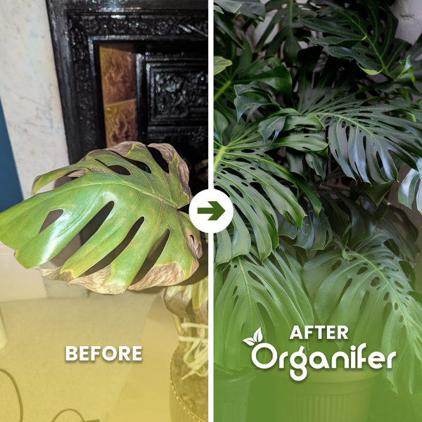 Vorher-Nachher-Vergleich einer Monstera-Pflanze mit Organifer: Links ein welkes Blatt, rechts eine gesunde, kräftige Pflanze.