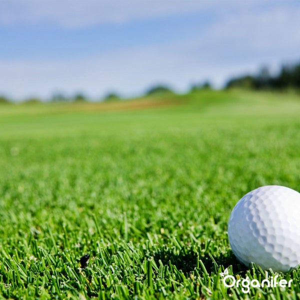 Weißer Golfball auf einem dichten grünen Rasen mit Organifer Logo.
