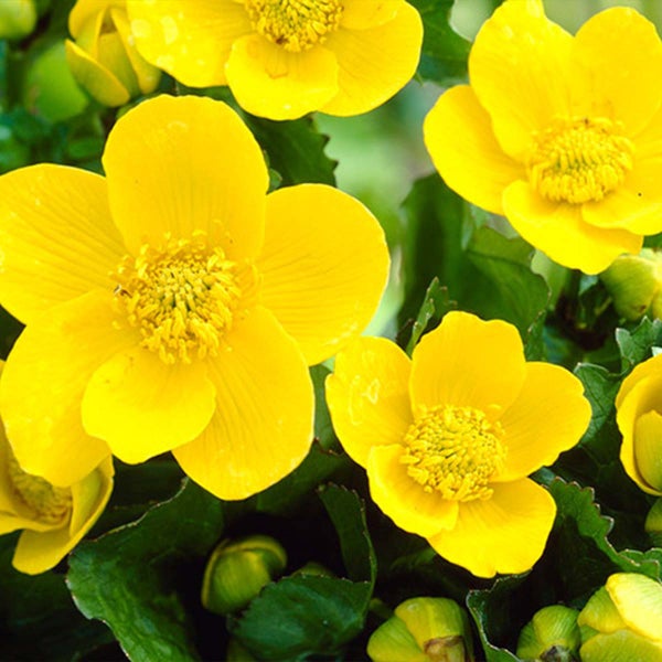 Caltha Palustris – Ringelblume – Teichpflanze – Pflegeleicht – Zone 1-2 – ⌀09 cm – ↕15-25 cm