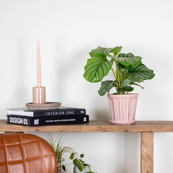 Bloomique - Calathea Orbifolia - Korbmarante -Zimmerpflanzen - Pflegeleicht - Luftreinigend - Haustierfreundlich - Höhe 40-50 cm - Topf 14 cm