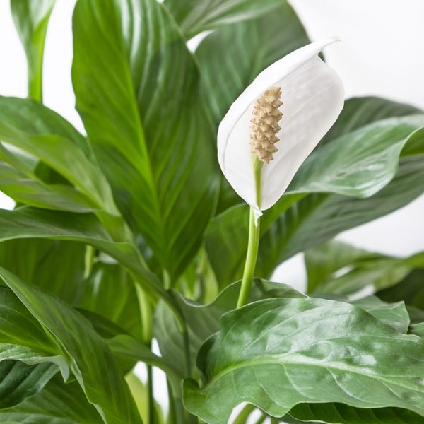 Spathiphyllum 'Bingo Cupido' - Friedenslilie - Zimmerpflanze - Deodorant – ⌀17 cm - ↕65-75 cm