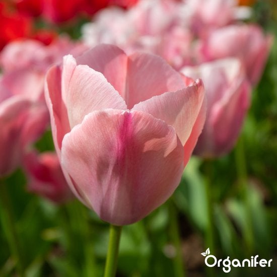 Nahaufnahme einer einzelnen rosa Tulpe