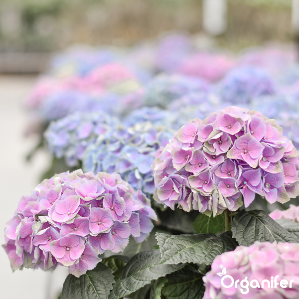 Blühende rosa und blaue Hortensien mit grünen Blättern. Organifer Logo.