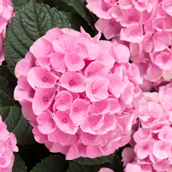 3x Hydrangea Macrophylla 'Early Rosa' - Hortensie - Strauch - Winterherz – ⌀14 cm - ↕30-40 cm
