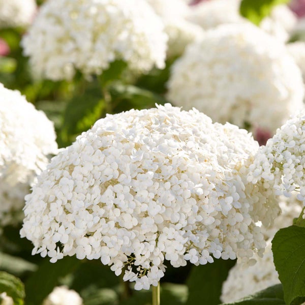 Hortensie 'Strong Annabelle' - Hortensie - Strauch - Winterhart – ⌀19 cm - ↕40-50 cm