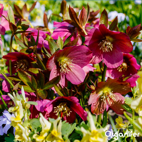 Blühende Christrosen mit dunkelrosa Blütenblättern und gelben Staubgefäßen, Organifer Logo.