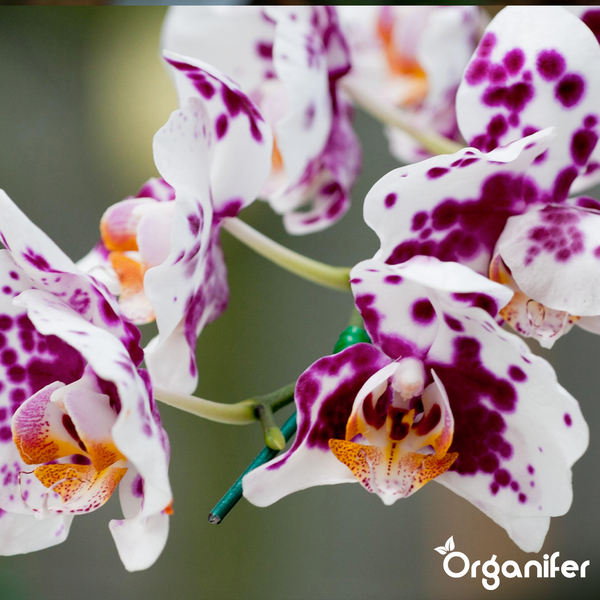 Nahaufnahme einer rosa-weiß gepunkteten Orchideenblüte mit Organifer Logo.
